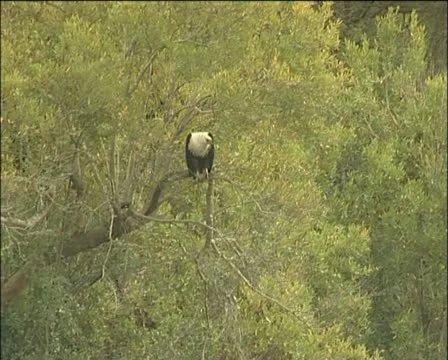 Fish eagle takes flight Stock Footage 11616486