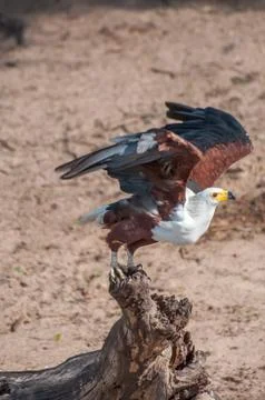 Fish Eagle Taking Flight Stock Photos