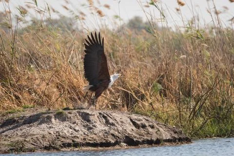 Fish Eagle taking flight in reeds Stockfoto's
