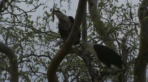 Fish Eagle in tree Stock Footage 10886813