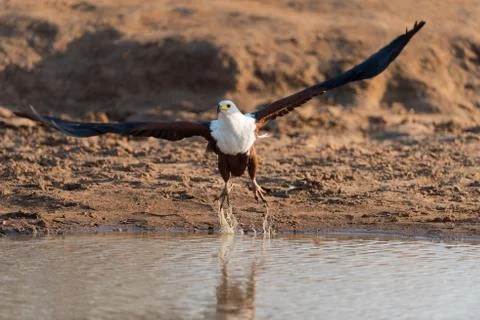 Fish eagle in the wilderness Stock Photos