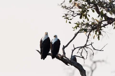 Fish eagle in the wilderness Stock Photos