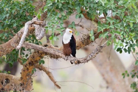 Fish eagle in the wilderness Stock Photos