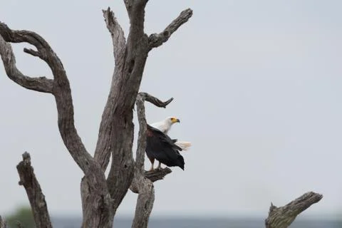 Fish eagle in the wilderness Stock Photos