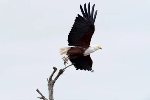 Fish eagle in the wilderness Stock Photos