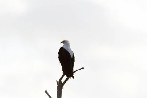 Fish eagle in the wilderness Stock Photos