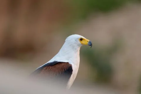 Fish eagle in the wilderness Foto stock