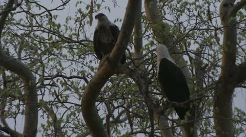 Fish Eagles in tree Stock Footage 10885624