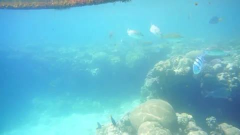 Fish eat algae Stock Footage 310906134