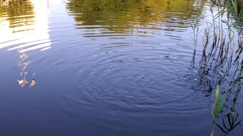 Fish eat the bread that was thrown into the water Stock Footage 50370359