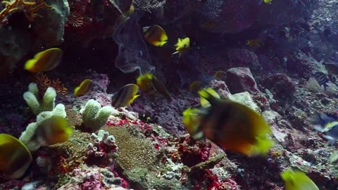 Fish eat eggs 4K Stock Footage 331276695