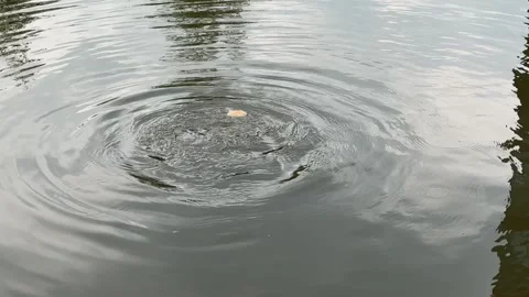 Fish eat a piece of bread that floats in a pond in the summer. Hungry fish. City Stock Footage 316504020