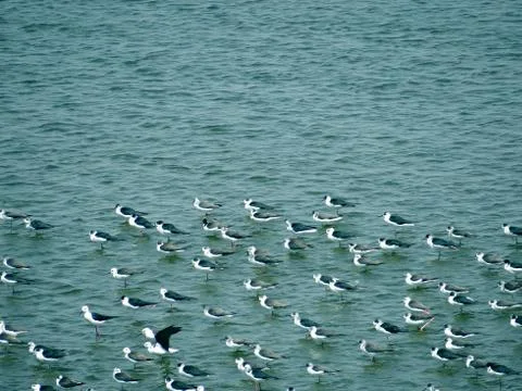 Fish Eater Birds Stock Photos