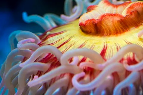 Fish eating anemone Stock Photos