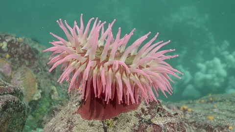 Fish eating anemone on reef filter feeding Stock Footage 326167475