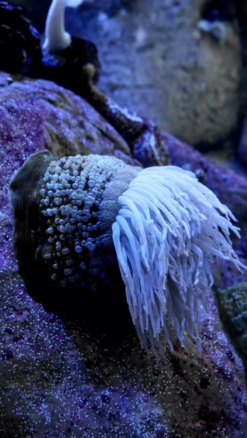 Fish-Eating Anemone (Urticina piscivora) in Cold Water Reef – 4K Macro Footage Stock Footage 313660153