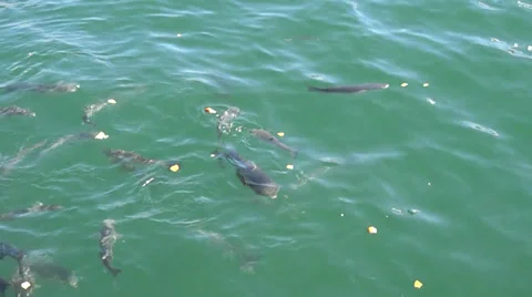 Fish eating bread Vidéo 35661887