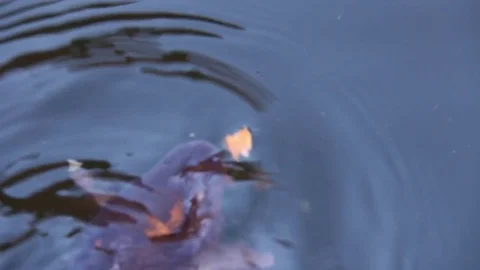 Fish eating bread Video stock 81109742