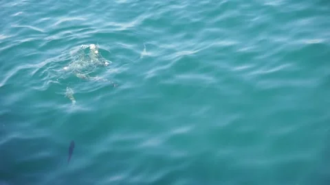 Fish eating bread Stock Footage 138300217