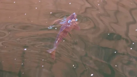 Fish eating bread thrown by people 스톡 동영상 81109737