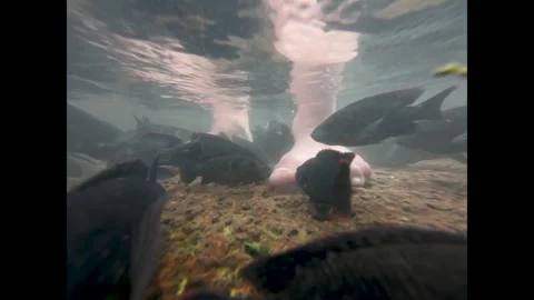 Fish eating dead skin from a Human feet. Stock Footage 319657232