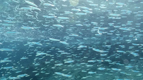 fish eating particles from surface of wa... | Stock Video | Pond5