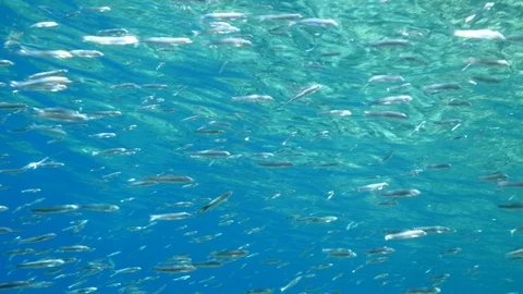 fish eating particles from surface of wa... | Stock Video | Pond5
