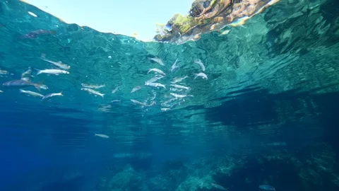 fish eating particles from surface of wa... | Stock Video | Pond5