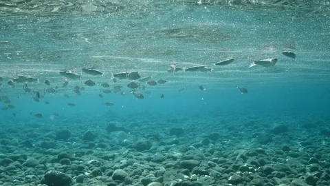 fish eating particles from surface of wa... | Stock Video | Pond5