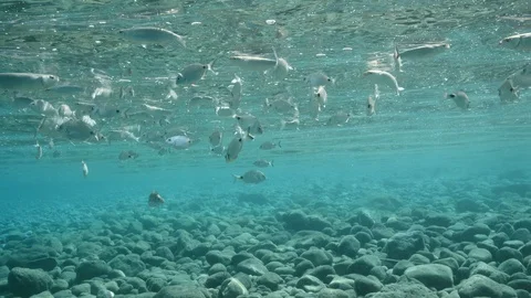 fish eating particles from surface of wa... | Stock Video | Pond5