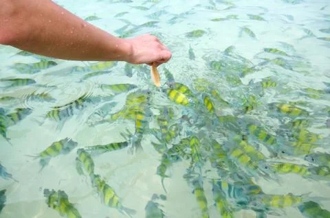 Fish eating Stock Photos