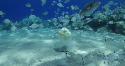 fish eating from a plastic bag underwat... | Stock Video | Pond5