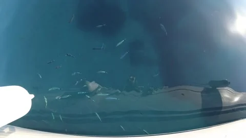 Fish eating plastic Video stock 221408493