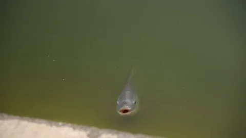 FISH EATING IN THE POND 스톡 동영상 107117283