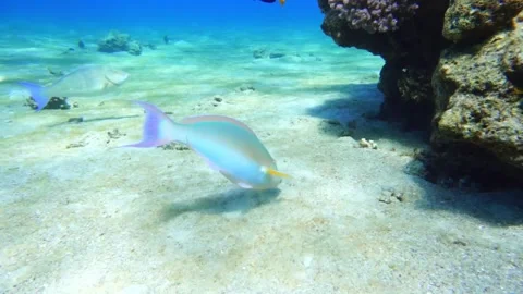 Fish eating from the sand Stock Footage 310906247