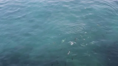 Fish eating at sea 스톡 동영상 75249424