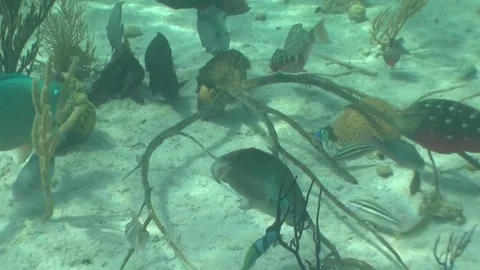 Fish Eating Seafan Stock Footage 85143104