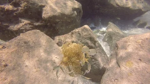 Fish eating seaweed cluster Stock Footage 311779423