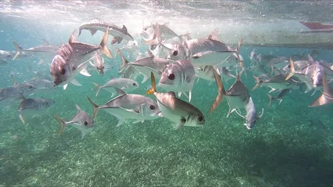 Fish Eating at surface of ocean water 스톡 동영상 168527507