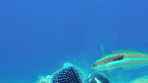Fish Eating Urchin   Stock Footage 87299986