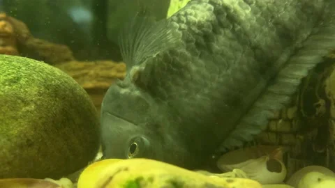 Fish eats from the bottom in the aquarium Stock Footage 152818076