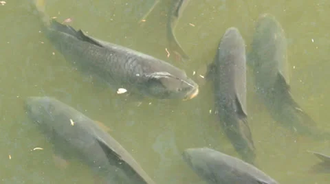 Fish eats Stock Footage 25899820