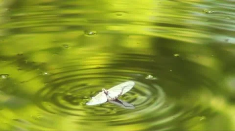 Fish eats insect on water Stock Footage 12178944