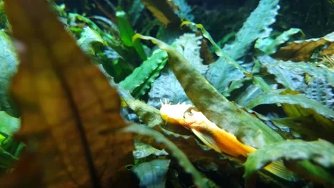 A fish that eats peat moss- Stock Footage 240495856