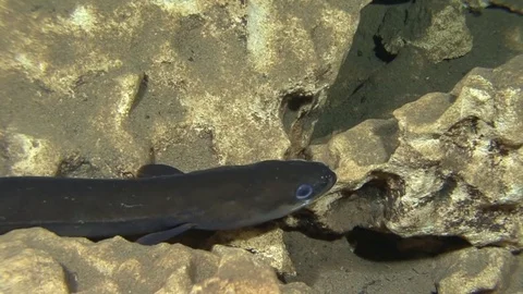 Fish Eel in fresh water cave in Dominican Republic Stock Footage 83117457
