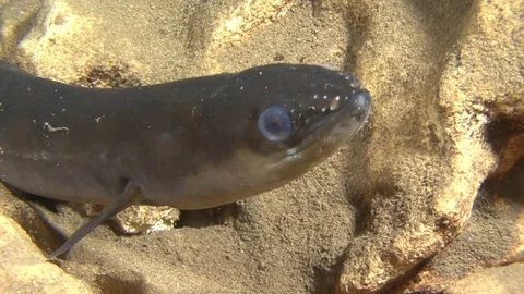Fish Eel in fresh water cave in Dominican Republic Stock Footage 83118185