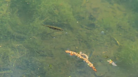 Fish effluent Stock Footage 37708451