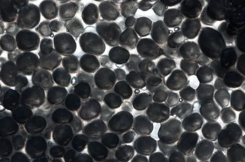 Fish egg Stock Photos