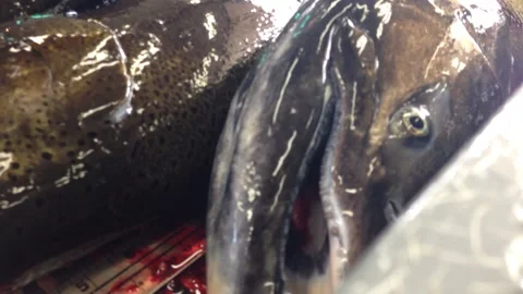 Fish Eggs and Hatcherty Video stock 144069854