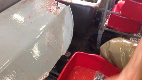 Fish Eggs and Hatcherty Stock Footage 144069859